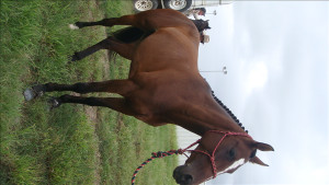 Well Bred Campdrafting Mare. URGENT SALE. GENUINE ENQUIRIES ONLY ...