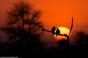 Dois pássaros juntos sobre um galho com o sol ao fundo. (Foto: Andrew ...