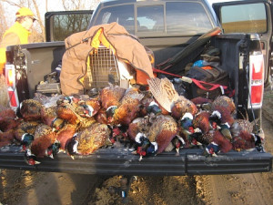 Great Kansas Pheasant hunt-img_3440-jpg