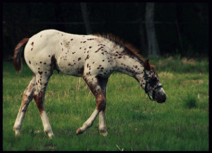 IMG_2376 by silvermoonapps