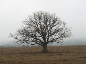 ... tree images with no leaves | Habitat Herald Newsletter: White Oak Tree