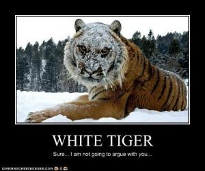 The white tiger is a rare pigmentation variant of the Bengal tiger ...