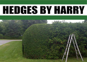 Cedar Hedge Trimming