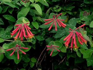 Trumpet Honeysuckle Lonicera Sempervirens