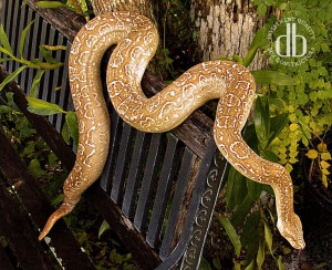 T+ Boa constrictor occidentalis Good Constrictor, Reptiles, Boa ...