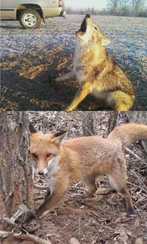 Ban Fur Trapping On Public Lands in the United States Bear Penning TO ...