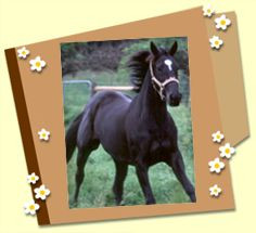 The Saddle Club Adventures Pine Hollow