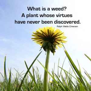What Is A Weed – Quote