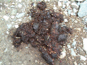 Deer is ok for a snack but for a real treat you can't beat Bear poop !