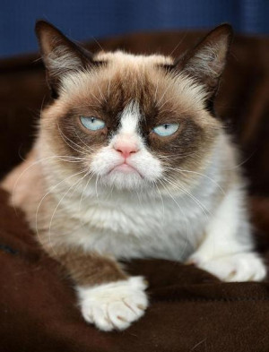 Grumpy Cat Voir les 5 photos de l'article