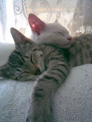 Found on gufifut.hegewisch.net