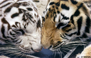 love white tiger white tiger and tiger love what the white tigers told ...