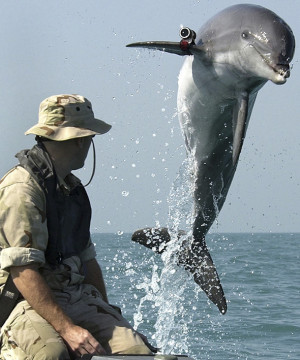 Navy Marine Mammal Program bottlenose dolphin named K-Dog ...