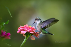 Mucho love – hummingbird and flower