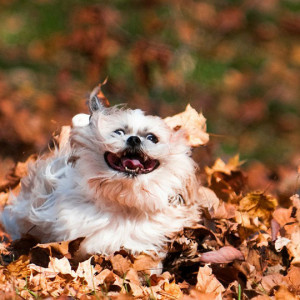 funny-dog-running-leaves-autumn-fall