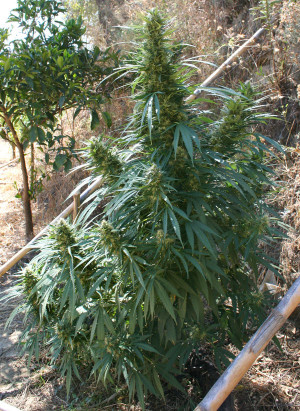 Tying Down Cannabis Plants