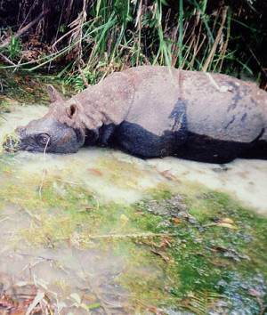 ... shows a Javan rhino inside the Nam Cat Tien park in Southern Vietnam
