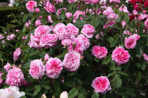 Gertrude Jekyll. 1986. One of Austins most popular roses, tall and ...