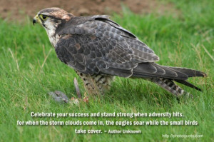 Celebrate your success and stand strong when adversity hits, for when ...