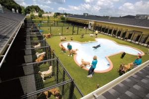 In addition to kennel services, the facility offers training classes ...