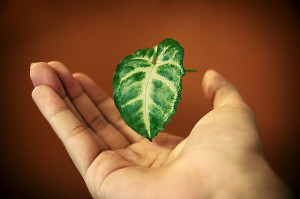 ... , but there are many more dying for a little love.” ~ Mother Teresa