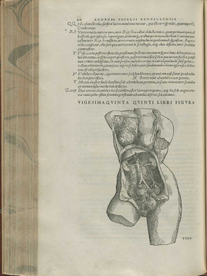 The female pelvic anatomy. From Andreas Vesalius's De Corporis Humani ...