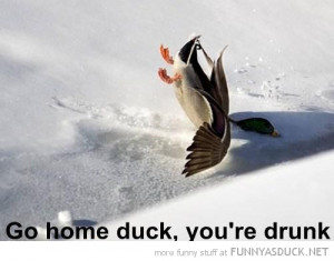 duck bird falling face snow animal go home bird drunk funny pics ...