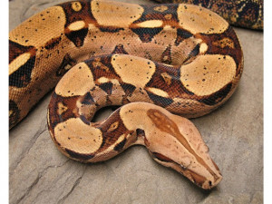 Related Pictures 433372 the boa constrictor50