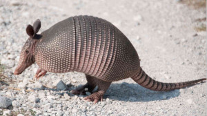 hide caption The armadillo is the only animal, besides humans, that is ...