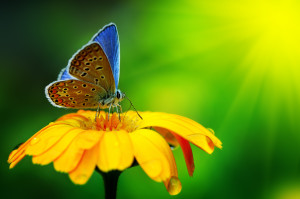 Close-up wallpaper butterfly insect flower drops yellow green bright ...