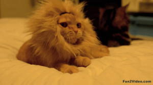 Lion King Cute Funny Cat Gif