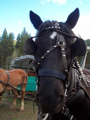 Black Horse with blinders