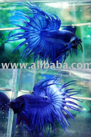 View Product Details: Crowntail Betta