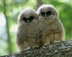 for various endangered species.The Northern Spotted Owl (above) is one ...