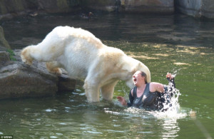 Polar Bear vs Human-When polar bears attack