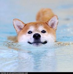 Shiba Inu Dog Swimming • APlaceToLoveDogs.com • dog dogs puppy ...