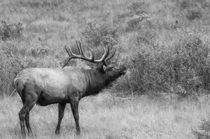 Bulls Head Black And White Dpi