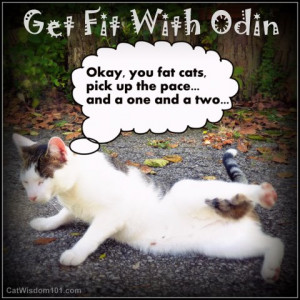 Cute Fat Cats Quotes Fat cats get fit with