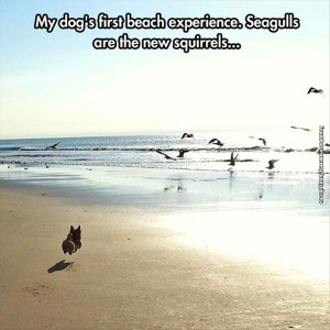 funny-pictures-seagulls-are-the-new-squirrels