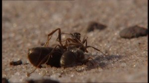 Lauchhammer, Wounded Animal, Injury, Ant, Prey, Carrying, Sand, Nature ...