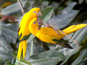Beautiful Love Birds