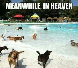 Dog water park