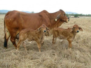 The Brahman Journal: Cattle Breeds, Beautiful Twin, Barns Life, Cattle ...