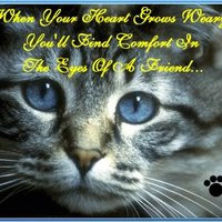 funny friend quotes photo: Eyes of a Friend cat_heartweary.jpg