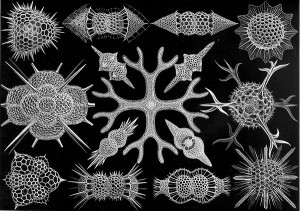 These are the ernst haeckel and radiolarians tafel Pictures