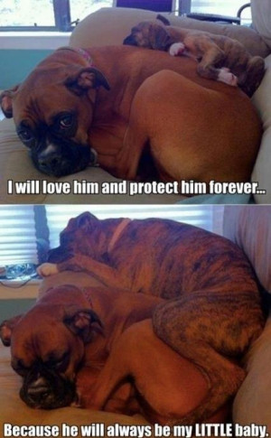 Cute baby boxer puppy and his mom.