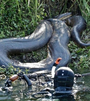 ... du monde : le poids du Grand Anaconda peut atteindre les 230 kg
