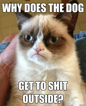 Best Of The Grumpy Cat Meme