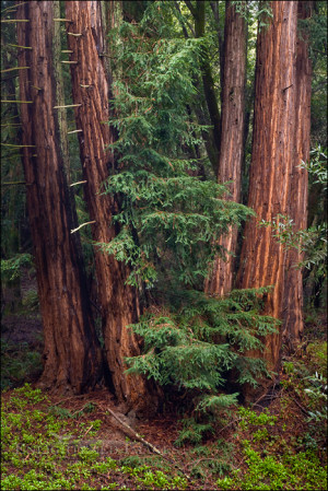 Photo: Redwood trees after a rainstorm Redwood Regional Park, Oakland ...