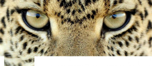 strong leopard stare Facebook cover